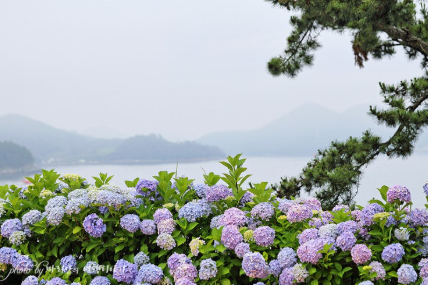 경상권 수국명소 추천 7곳, 여름의 정취를 만끽할 수 있는 곳