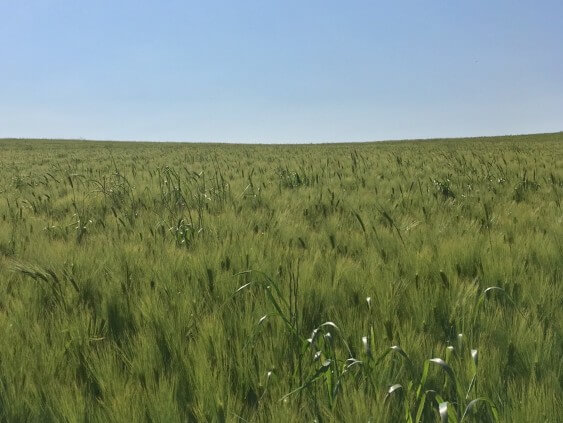 2025 고창청보리밭 축제 : 도깨비, 폭싹속았수다 촬영지 고창청보리밭 축제