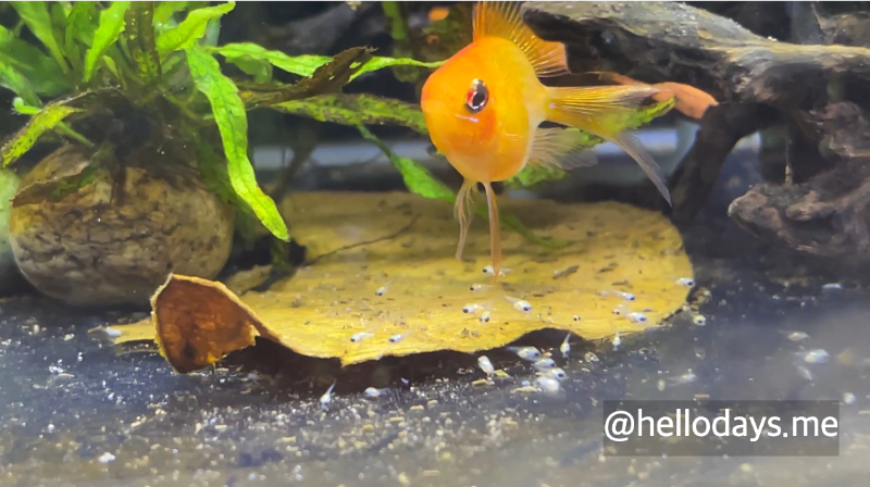 골든볼 라미네지와 치어