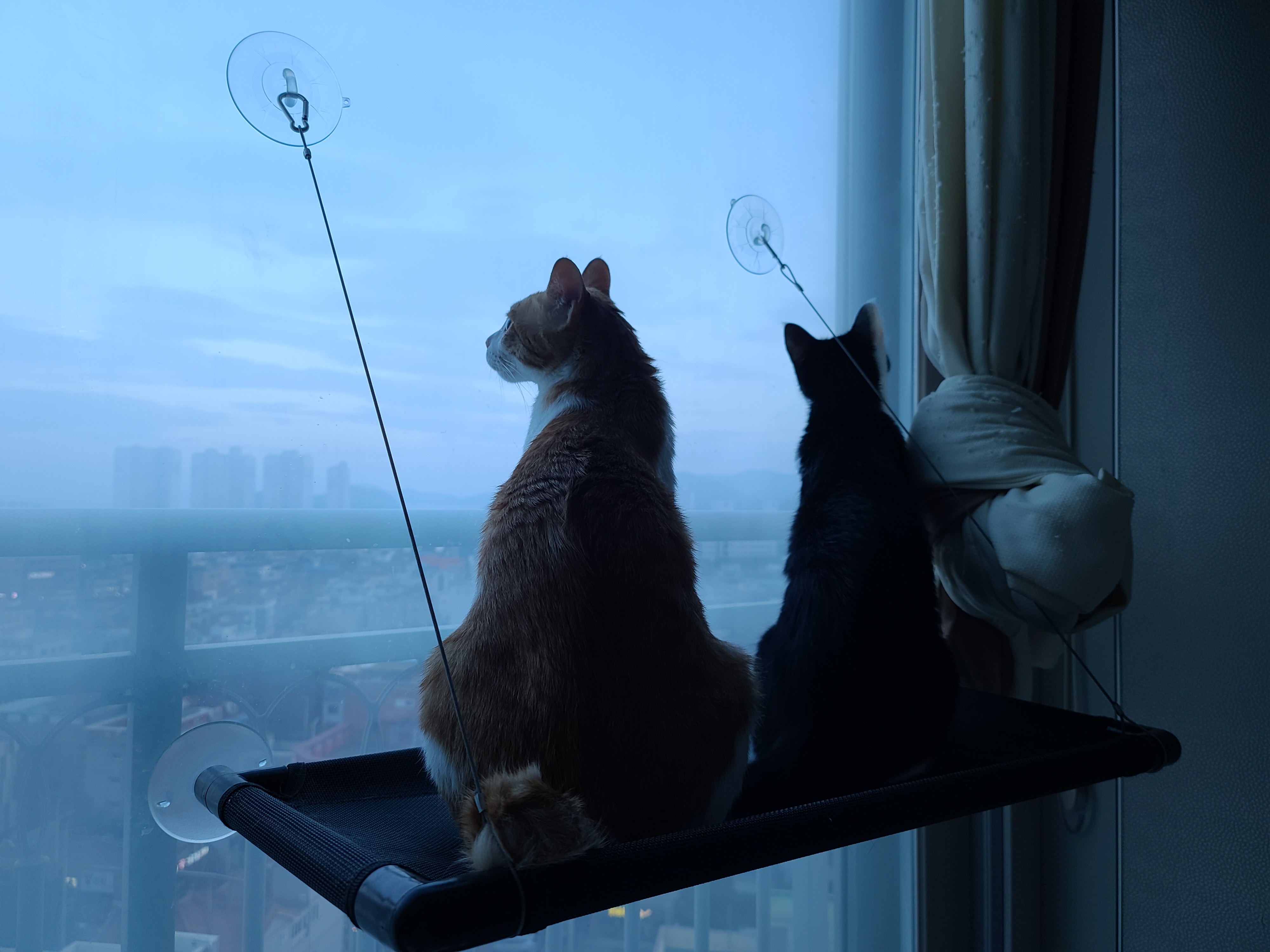 내가 개인적으로 좋아하는 우리집고양이들 사진과 영상.