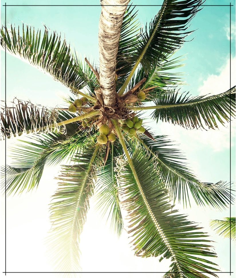 엑스트라버진 코코넛 오일 추천 및 효능 효과