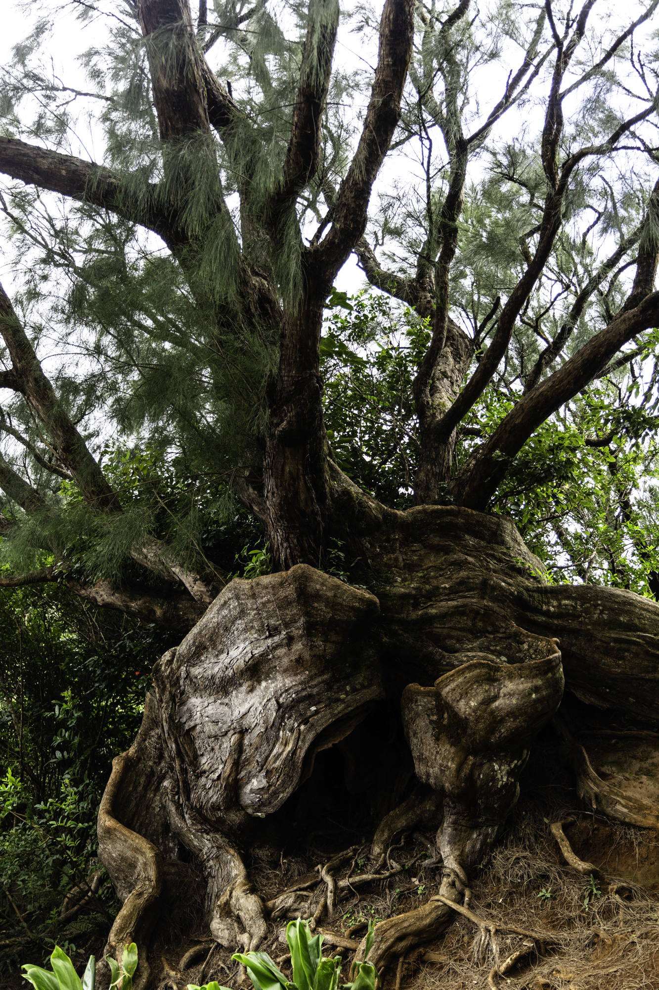 하와이 바람산 전망대 신기한 나무