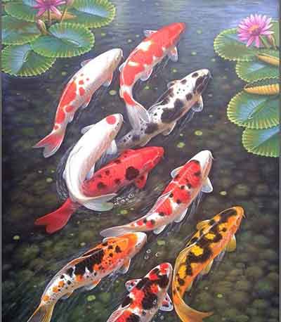 비단잉어 여러마리