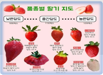 딸기 품종별 당도