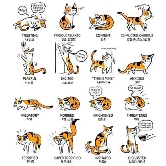 고양이 행동 분석 교정 언어 의미_5