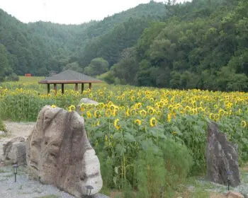 태백 해바라기 축제27