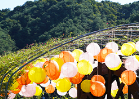 9월 축제: 평창 백일홍 축제 일정과 입장료, 가는 길, 근처 맛집 안내