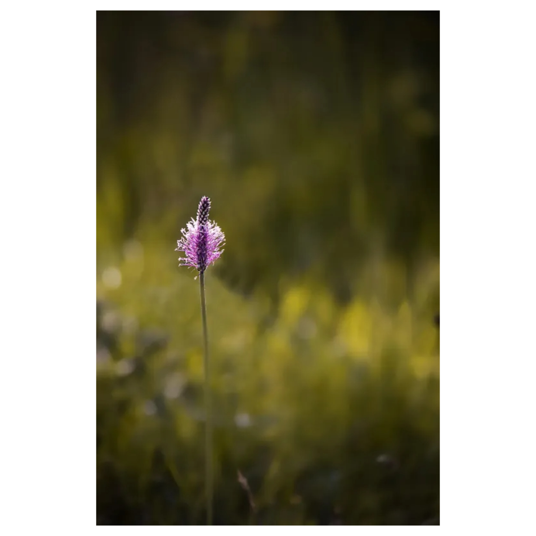 차전자피와 관련된 사진입니다.