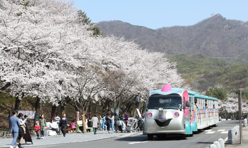 벚꽃 명소