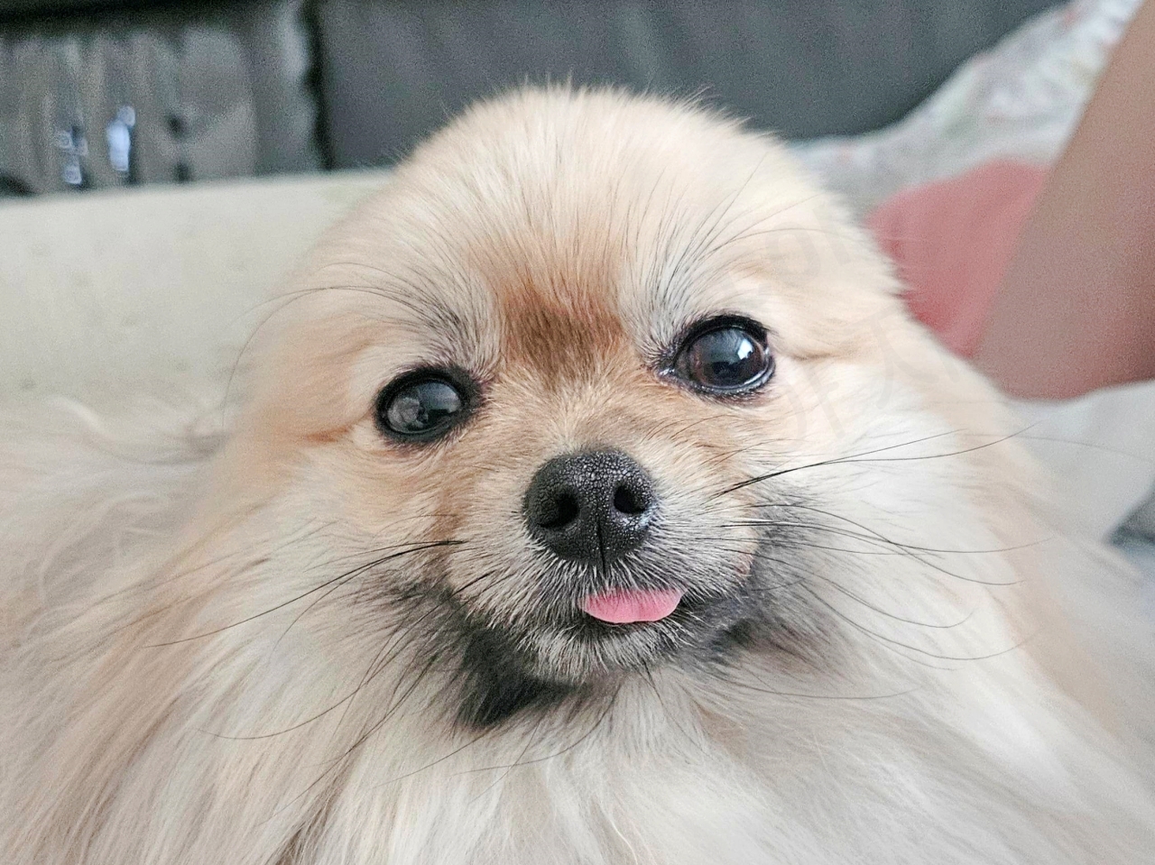 귀를 뒤로 젖힌 강아지