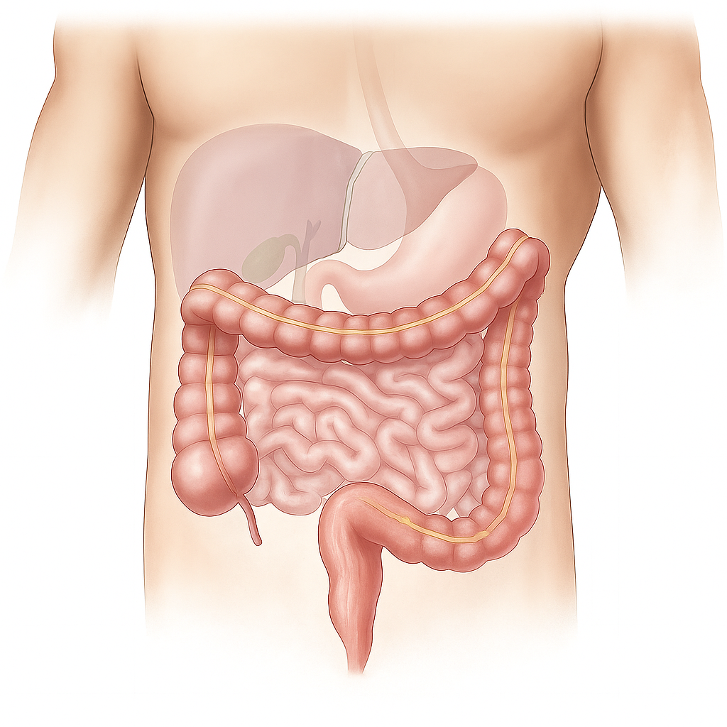 직장인의 간피로 회복전략