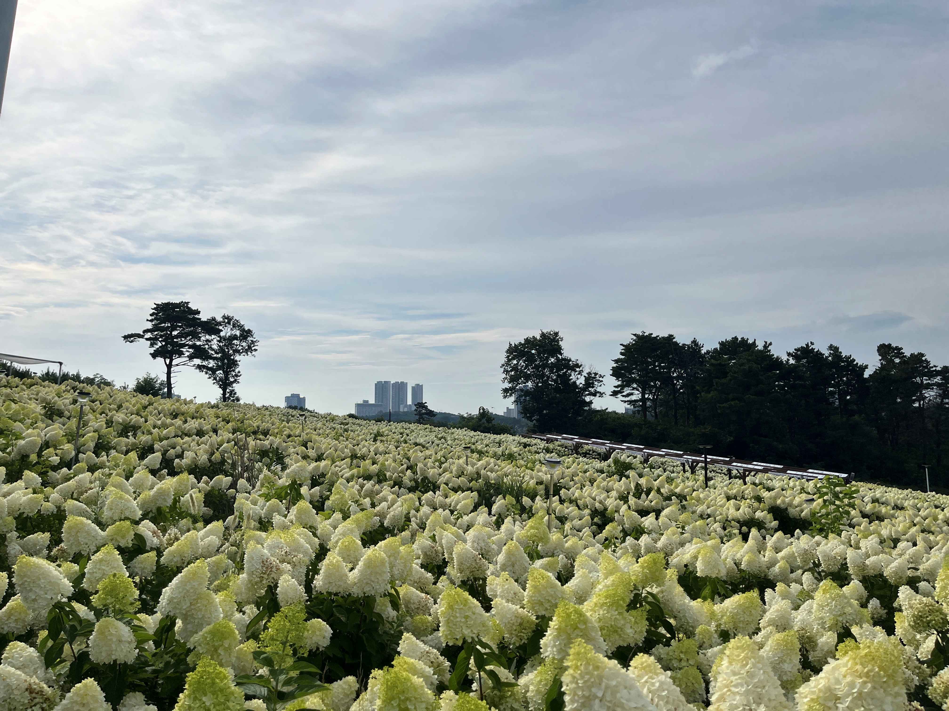 속초 영랑호 수국축제 속초수목농원