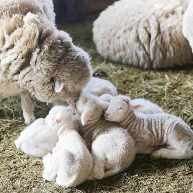 12월 여행지 추천 아이들과 가기 좋은 평창 대관령 양떼목장