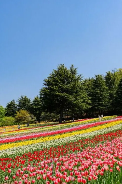 이월드 튤립 축제 이미지