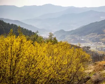 구례 산수유축제_23