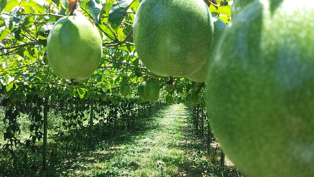 2026년 강원 정선 농어촌 기본소득 대상 지역 일정 연 180만원