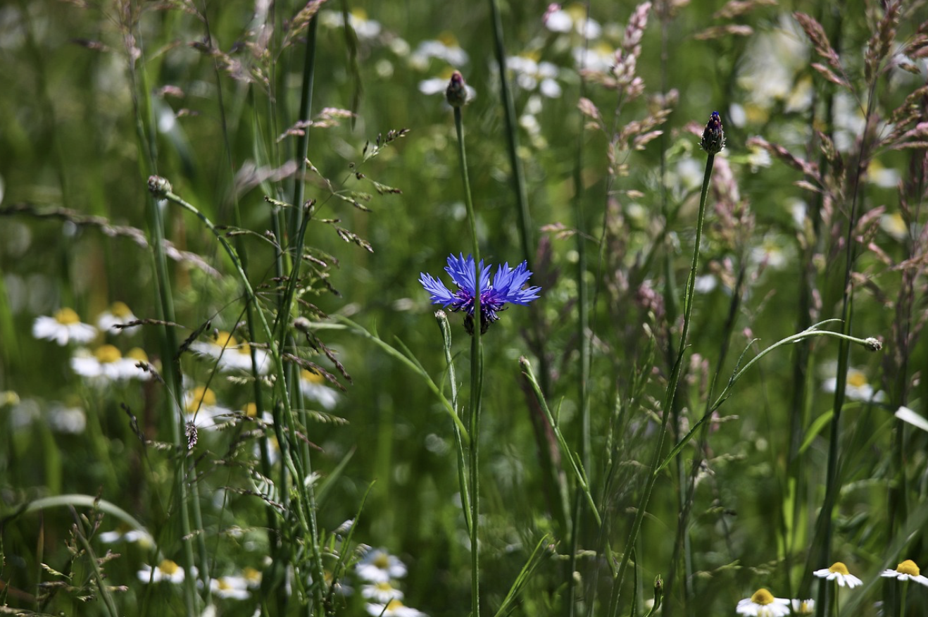 전통 약초학에서 현대 의학이 배운 교훈