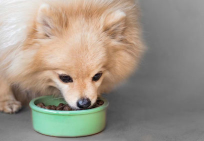포메라니안의 식사.