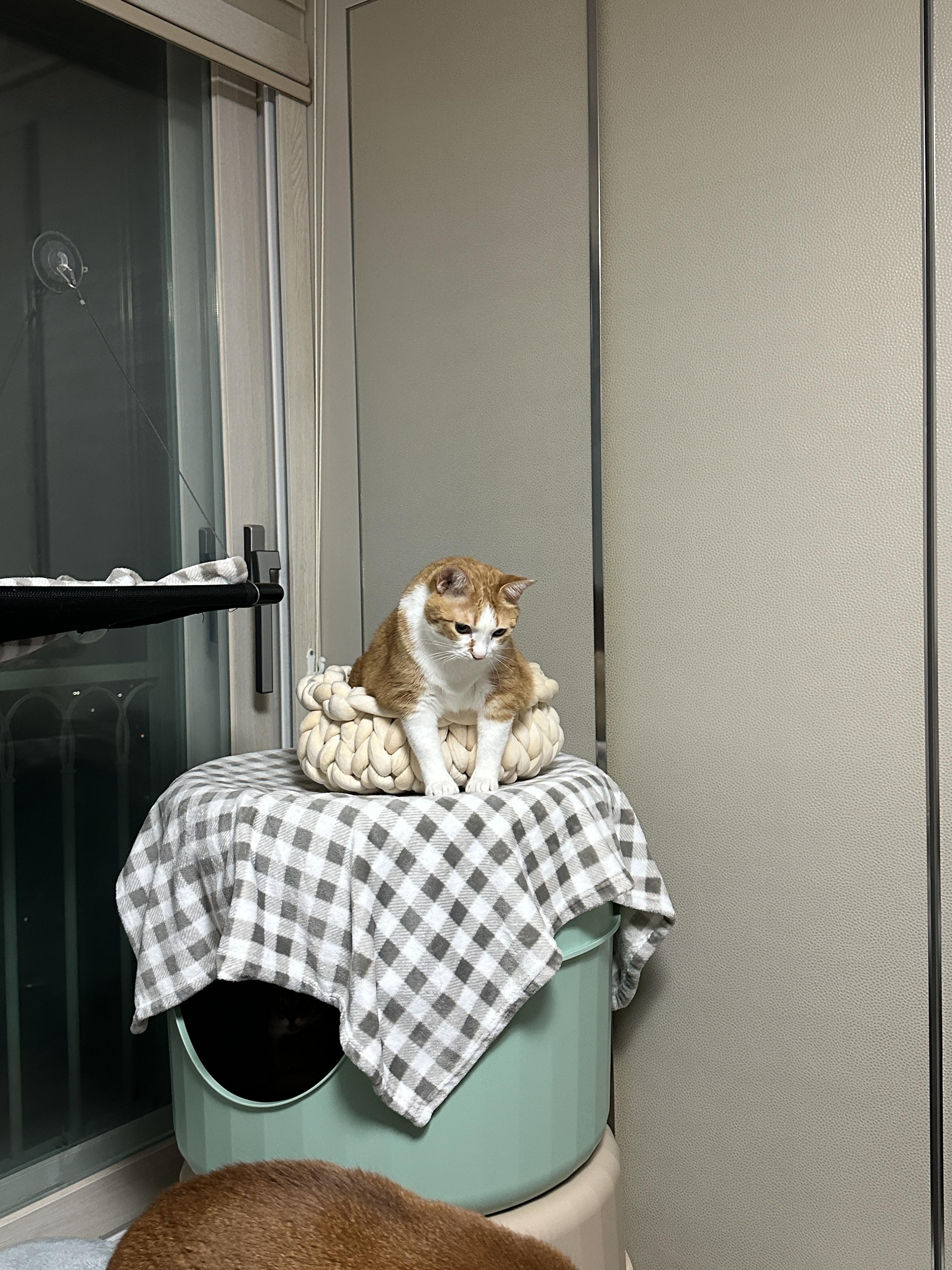 항아리바구니에_앞발을_빼고_들어가서_앉아_있는_치즈냥이_호야