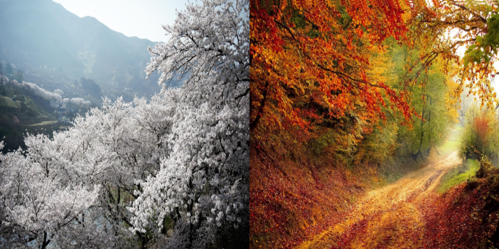 지리산의 봄꽃과 가을단풍