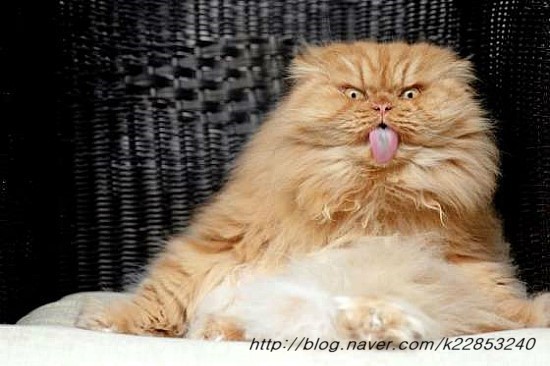 항문낭염 고양이