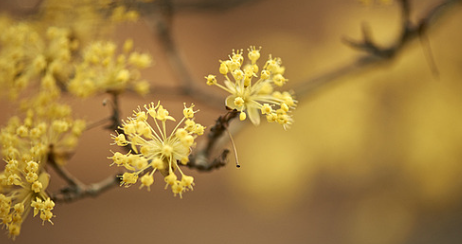 구례 산수유축제