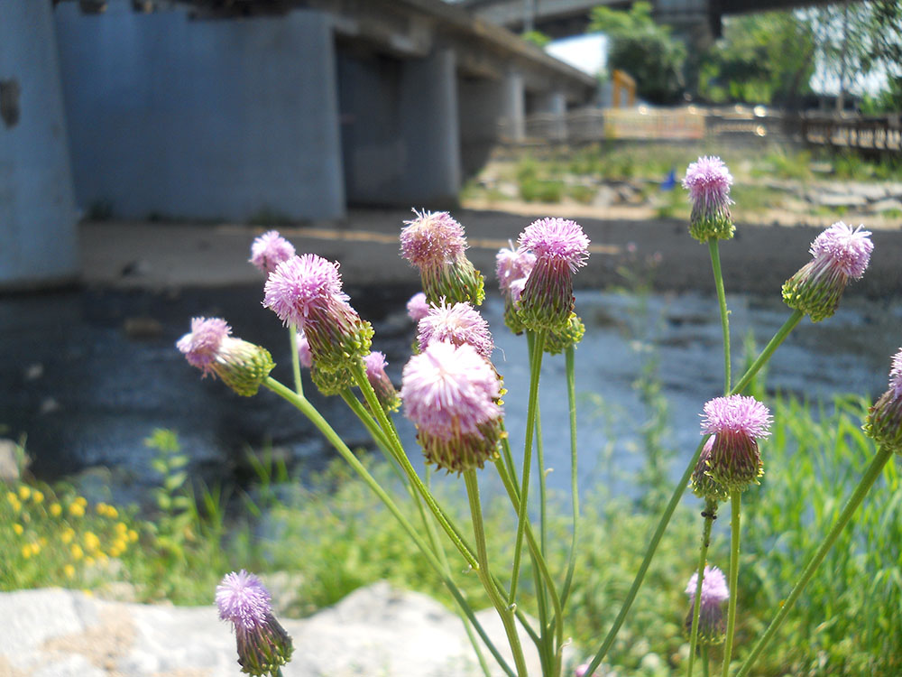 홍제천에서 상암동 월드컵공원(World Cup Park)까지