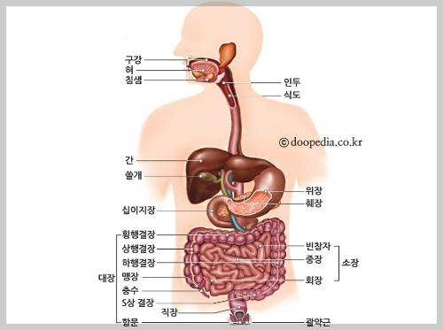 사람의 내부구조. 대장, 위장, 췌장