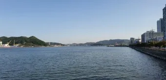 마산 해안도로 5월의 꽃 다정큼나무 산딸나무 해당화_13