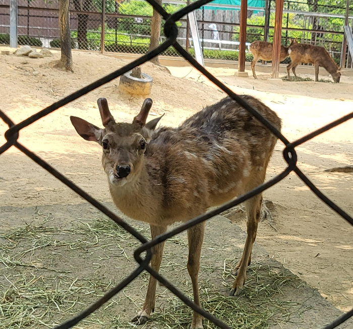 전주동물원에 사슴이 바라보고 있는 모습