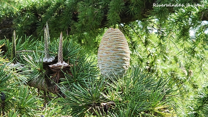 개잎갈나무,히말라야시다, Cedrus deodara