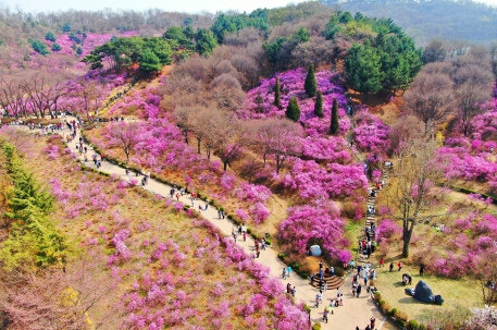 안전 속에서 꽃 피운 지역 봄축제 '부천 원미산 진달래축제'