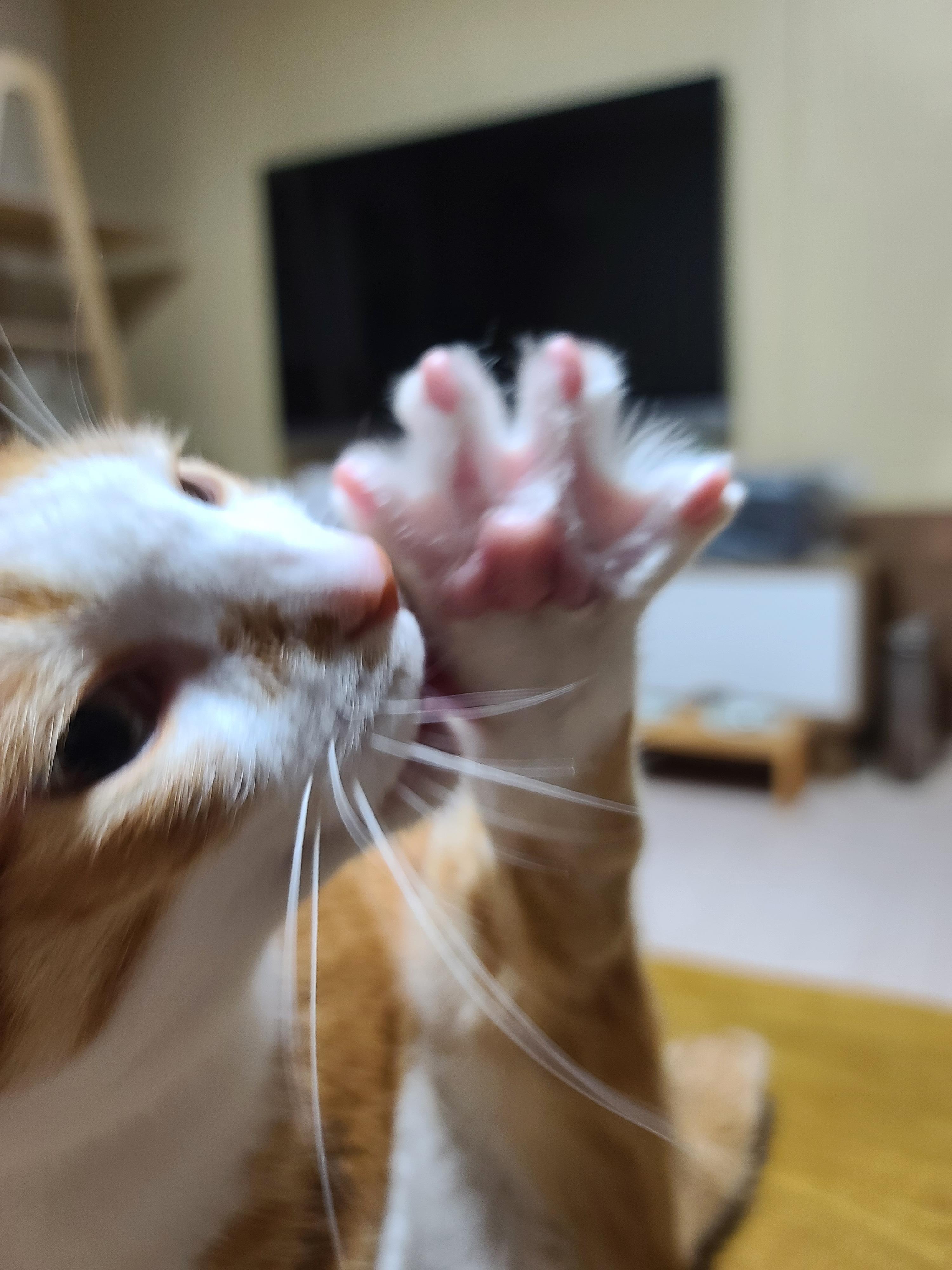 너무 귀여운 고양이호야 앞발 잼잼 ㅠ(feat.쫙편발가락)