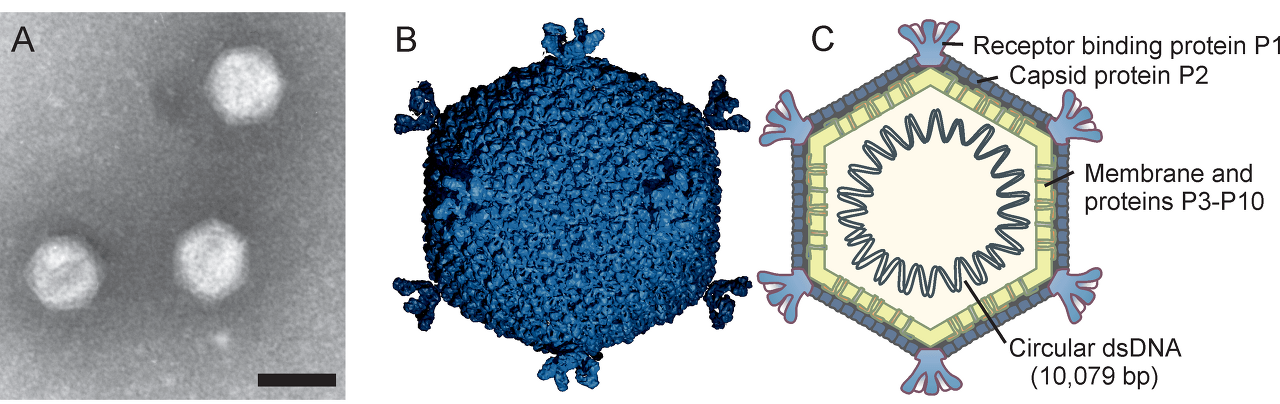 코르티코바이러스