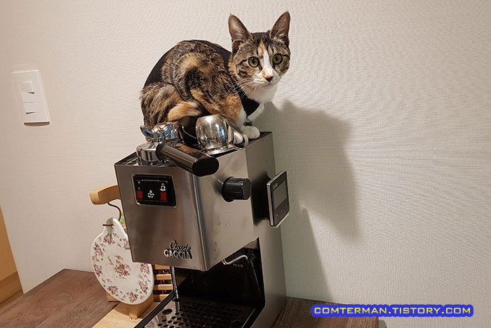 가찌아 클래식 고양이