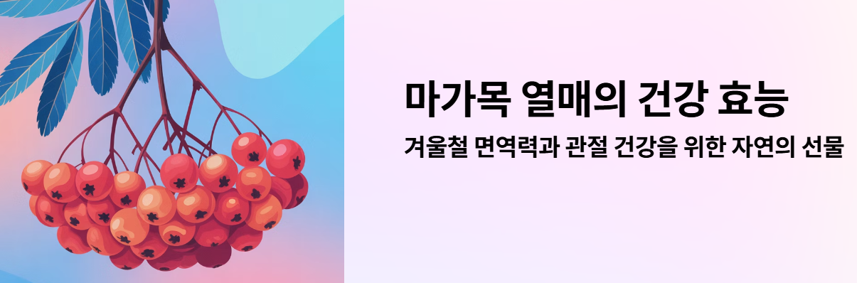 마가목 열매 효능, 면역·관절 건강에 효과? 주의사항 총정리