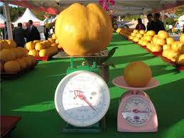 제23회 울산 배축제 기본정보와 특징 정리 박군 박성은 양예린 서지오 등 출연