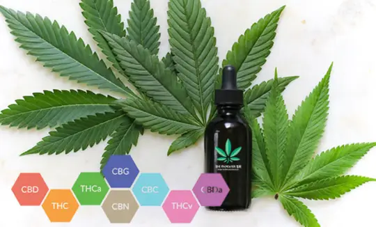 효능-성분-카나비노이드