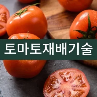 토마토 재배 지지대 설치 적심 유인 관리_10
