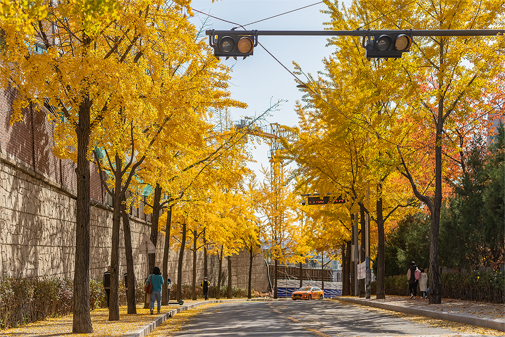 혜화문
성북동
한양도성길
백악구간
서울여행
서울단풍
가을단풍
단풍
은행