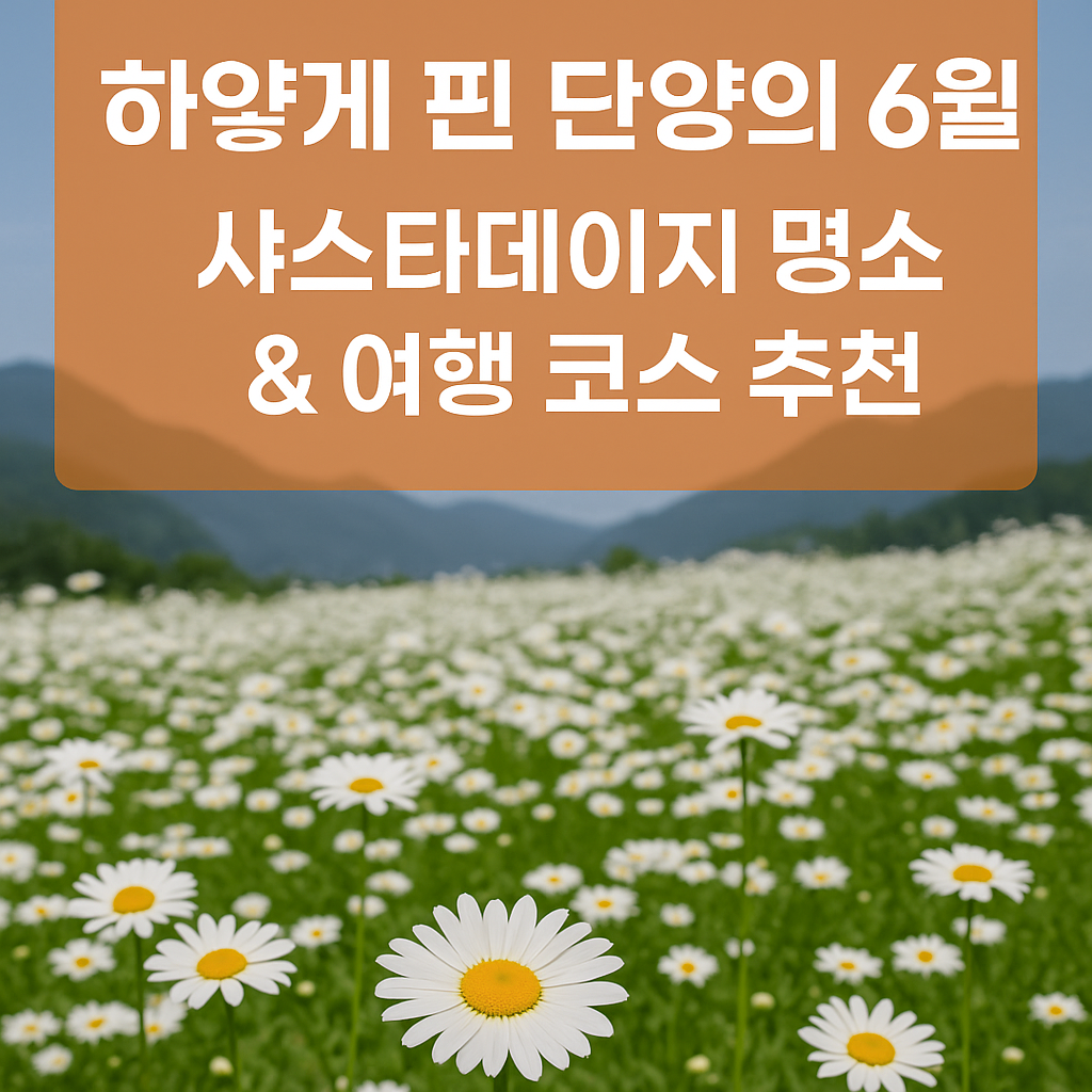 단양 샤스타데이지