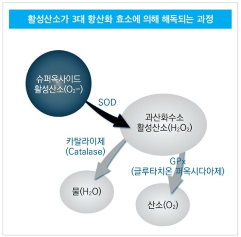 활성산소가 3대 항산화 효소에 의해 해독되는 과정