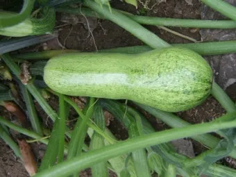 주키니 재배 모종 활착 순치기 수확 타이밍_12