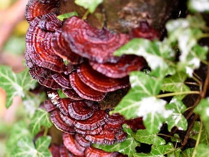 간편하게 복용하는 상황버섯