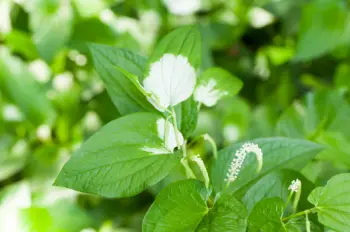 삼백초 효능 및 영양성분&amp;#44; 주의점