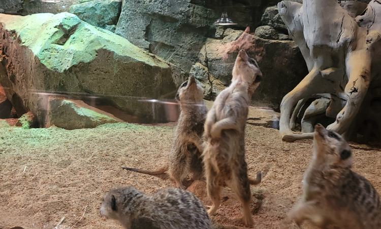 가평 신비동물원