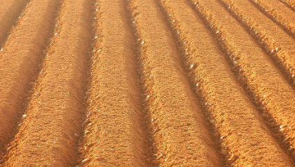 주말농장 작물추천 관련 사진