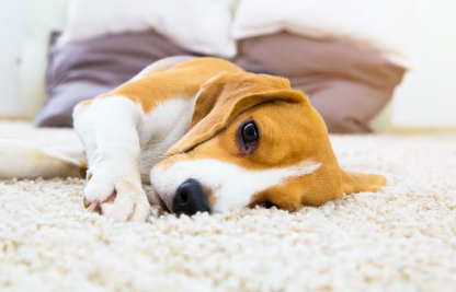 누워있는 강아지