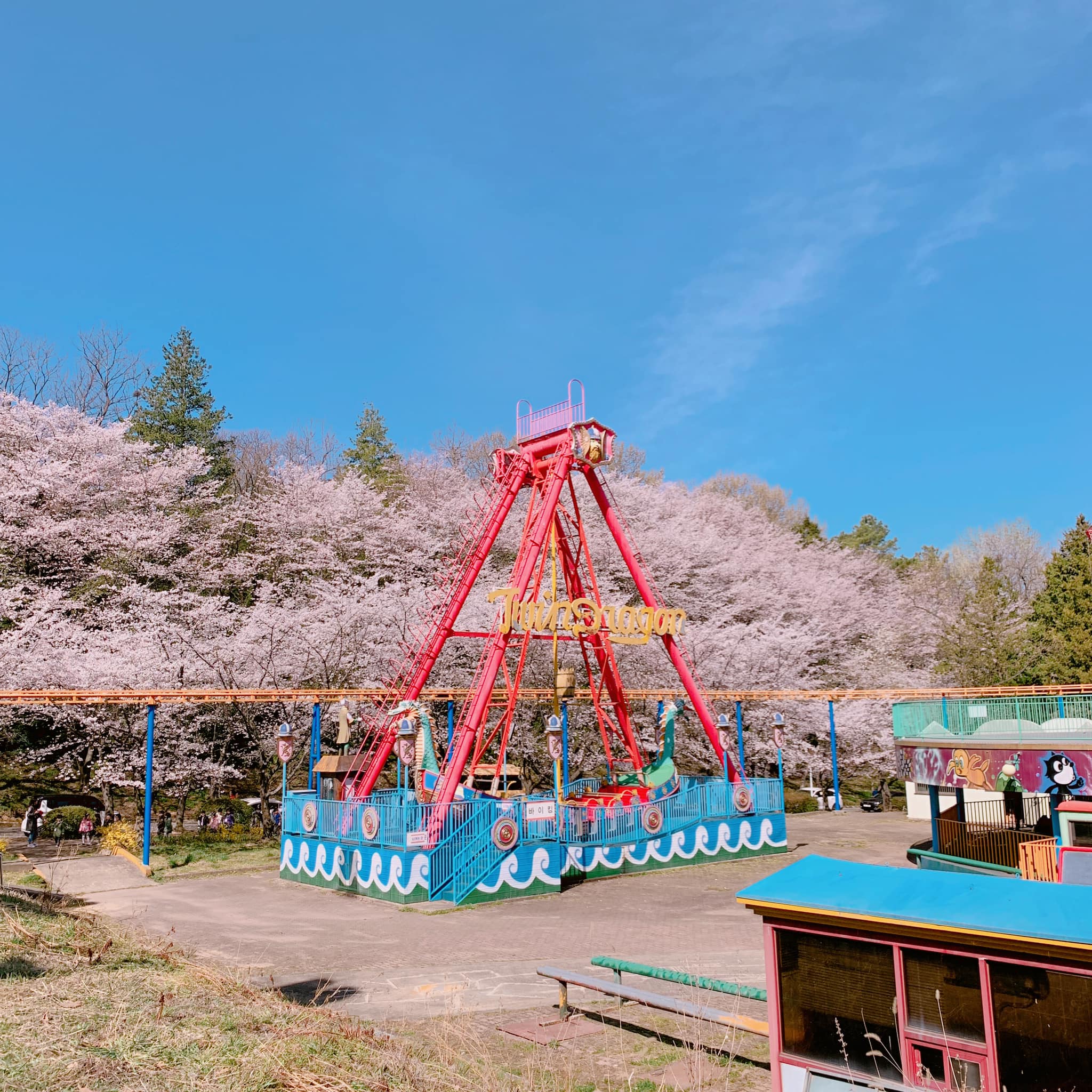 벚꽃 개화시기 2023