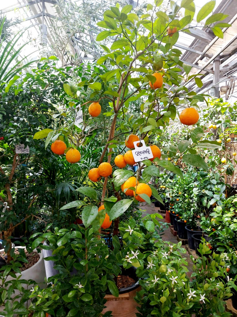 양재꽃시장 오렌지레몬 나무